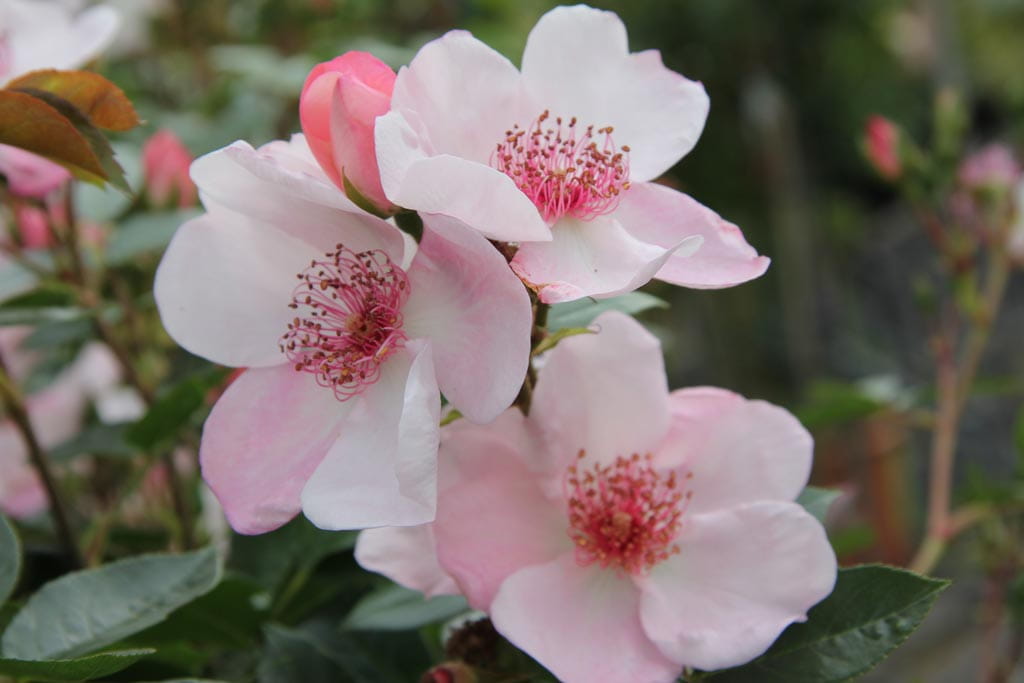 Beetrose 'Sweet Pretty' • Rosa 'Sweet Pretty' Ansicht 3