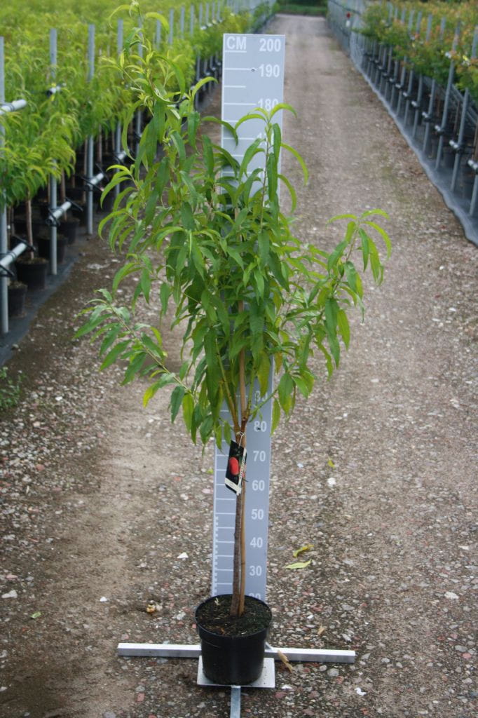 Pfirsich Suncrest • Prunus persica Suncrest Ansicht 2
