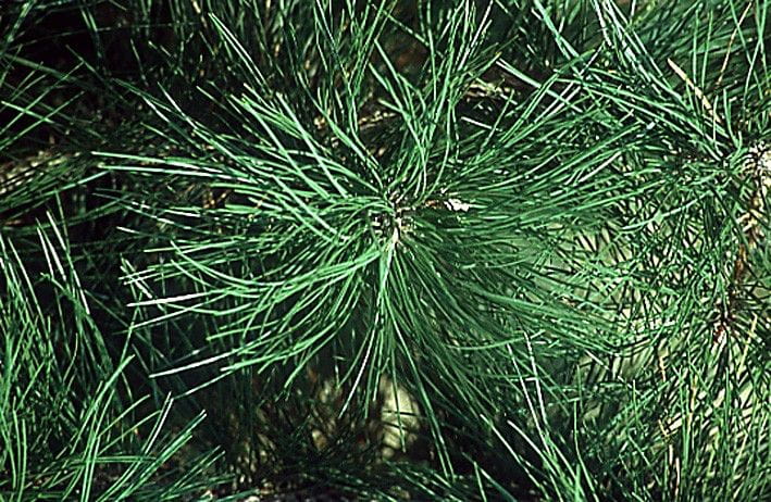 Österreichische Schwarzkiefer • Pinus nigra ssp.nigra Ansicht 2