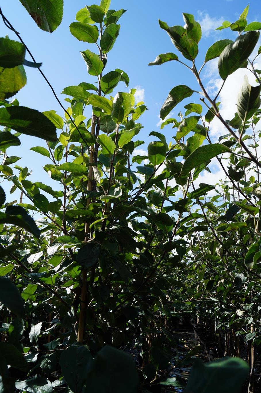 Apfel 'Santana' • Malus 'Santana' Containerware Halbstamm Ansicht 8