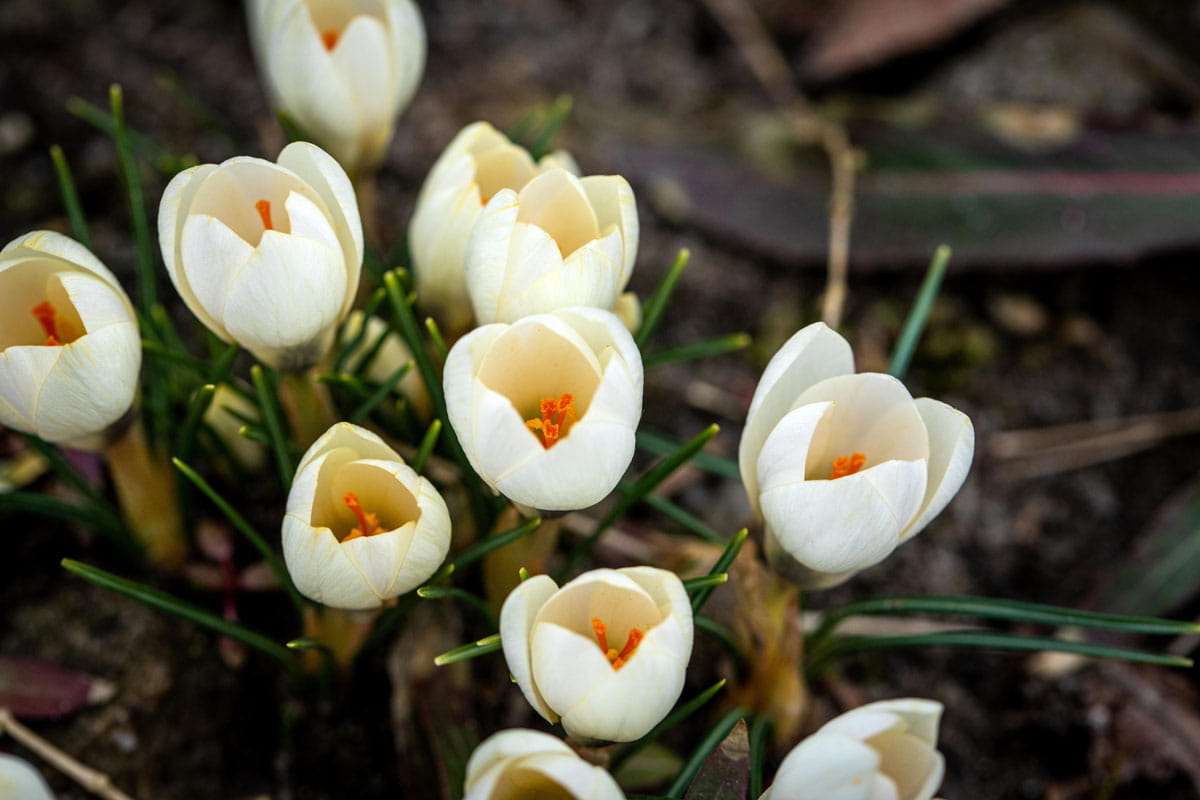 Blumenzwiebel - Crocus chrysanthus 'Ard Schenk' 15er Packung