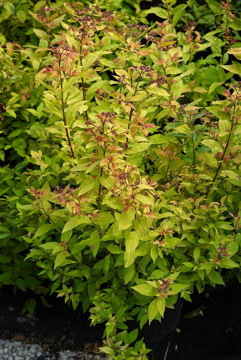 Sommerspiere 'Goldflame' • Spiraea japonica 'Goldflame' Ansicht 1