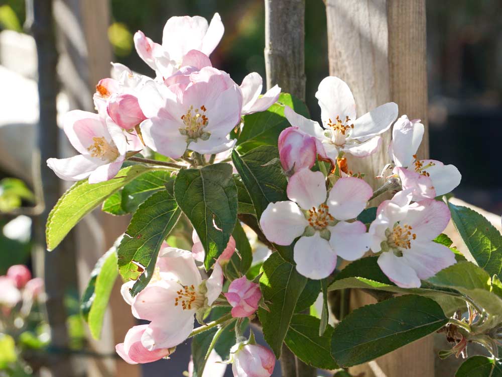 Apfel 'Goldparmäne' • Malus 'Goldparmäne'