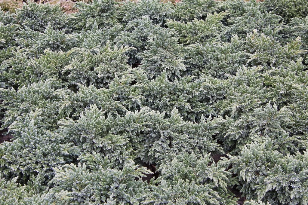 Blauer Zwergwacholder 'Blue Star' • Juniperus squamata 'Blue Star' Ansicht 1