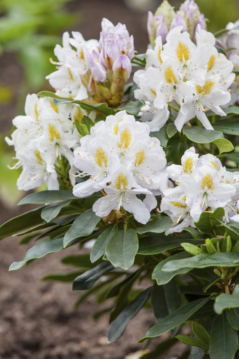 Rhododendron 'Madame Masson' • Rhododendron Hybride 'Madame Masson' Ansicht 1