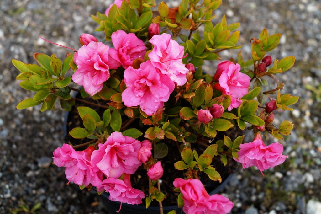 Japanische Azalee 'Babuschka'® • Rhododendron obtusum 'Babuschka'® Ansicht 2