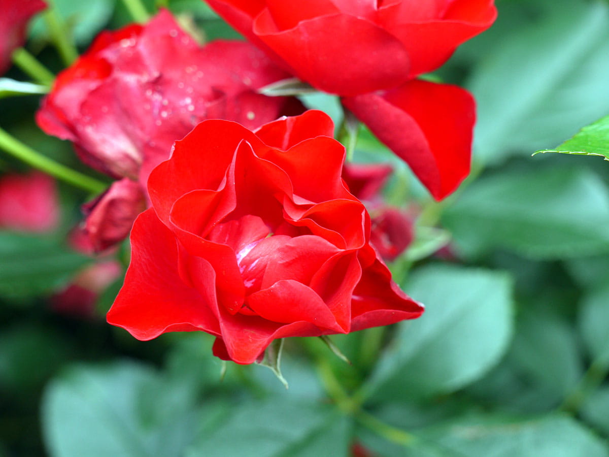 Beetrose 'Black Forest Rose'® • Rosa 'Black Forest Rose'®