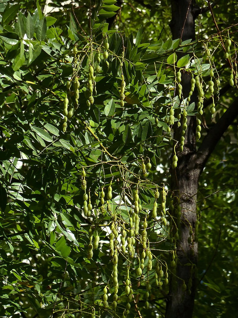 Schnurbaum • Sophora japonica 100-125 cm hoch, Containerware Ansicht 2