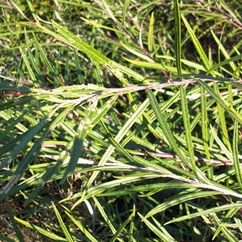 Rosmarinweide • Salix rosmarinifolia Containerware 40-60 cm hoch, Ansicht 2