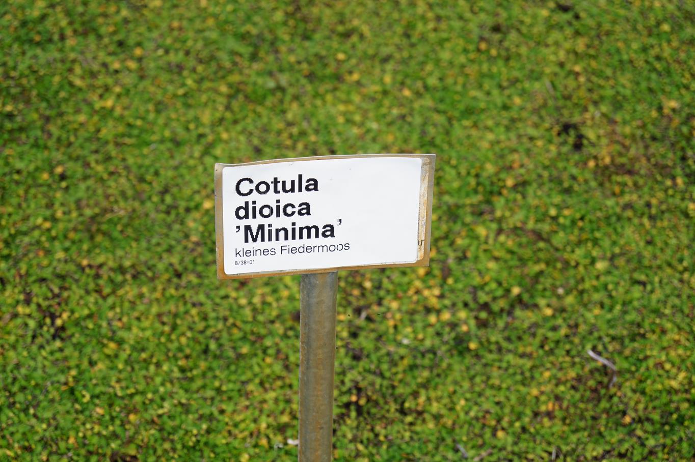 Laugenblume 'Minima' • Cotula dioica 'Minima' Ansicht 2