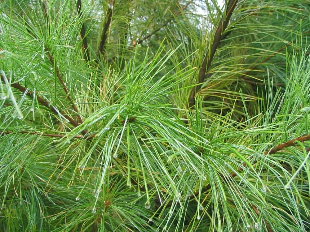Weymouth-Kiefer • Pinus strobus Ansicht 4