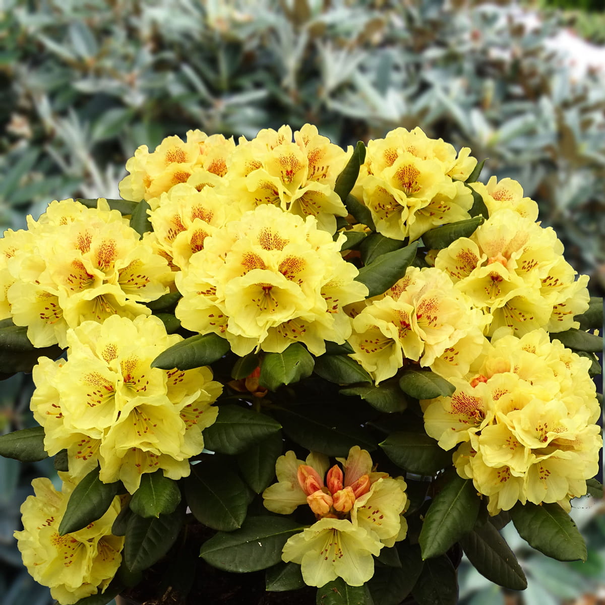 Rhododendron 'Goldprinz' • Rhododendron yakushimanum 'Goldprinz'