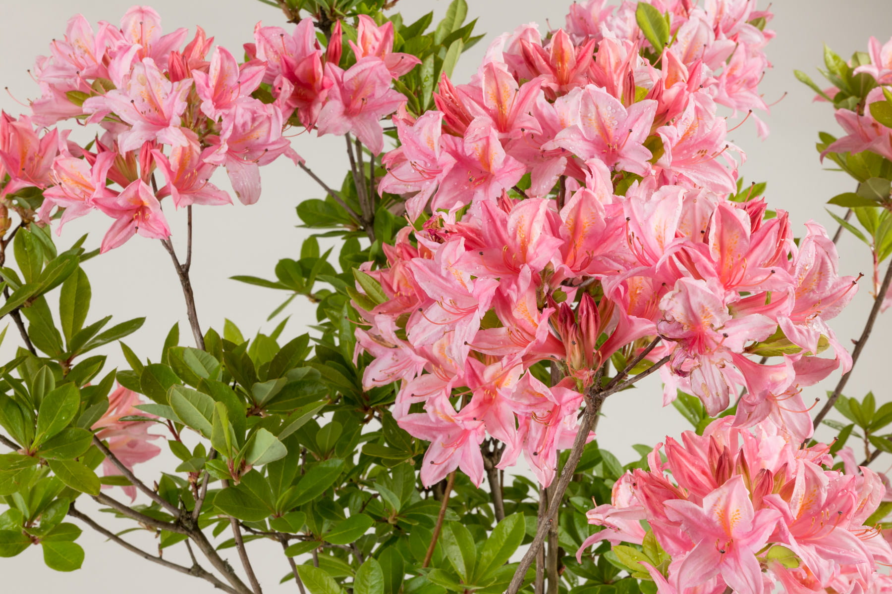Sommergrüne Azalee 'Soir de Paris' • Rhododendron viscosum 'Soir de Paris' Ansicht 1