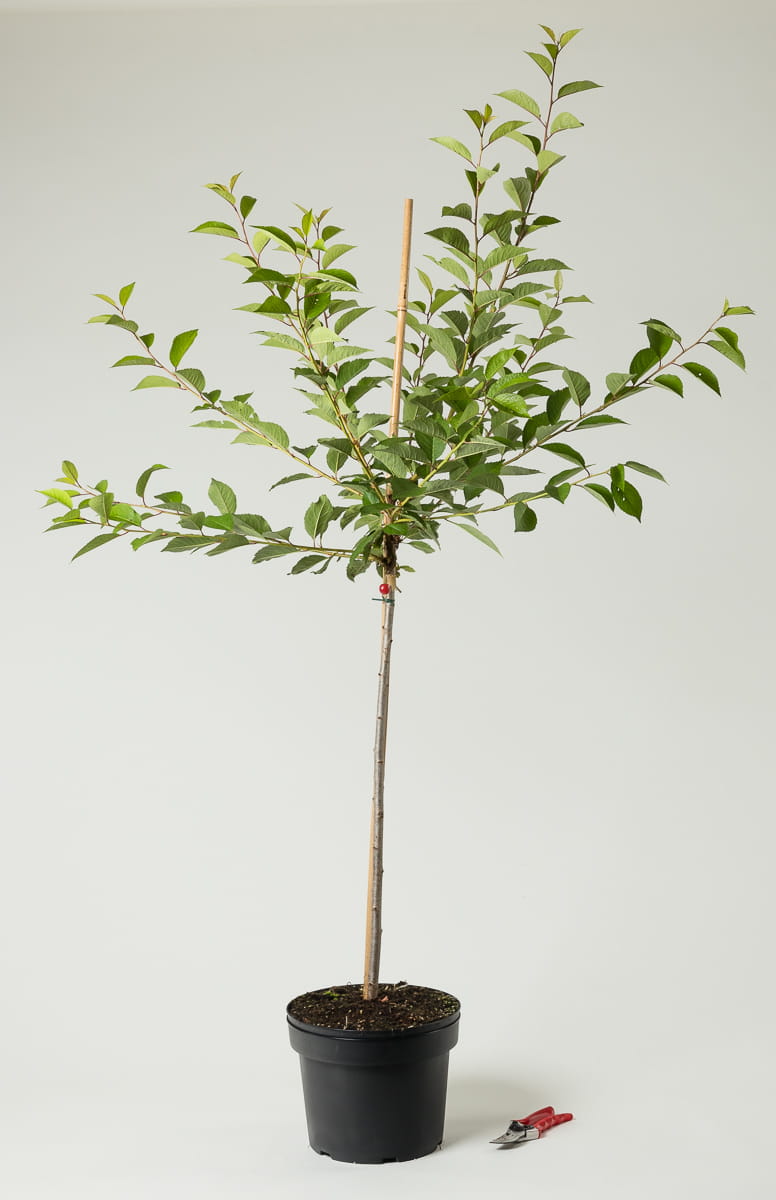 Sauerkirsche 'Schattenmorelle' • Prunus cerasus 'Schattenmorelle'