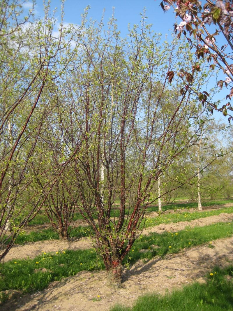 Mahagoni-Kirsche • Prunus serrula Ansicht 4