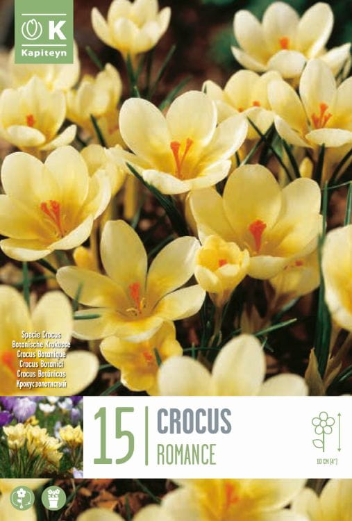Blumenzwiebel - Crocus chrysanthus 'Romance' 15er Packung