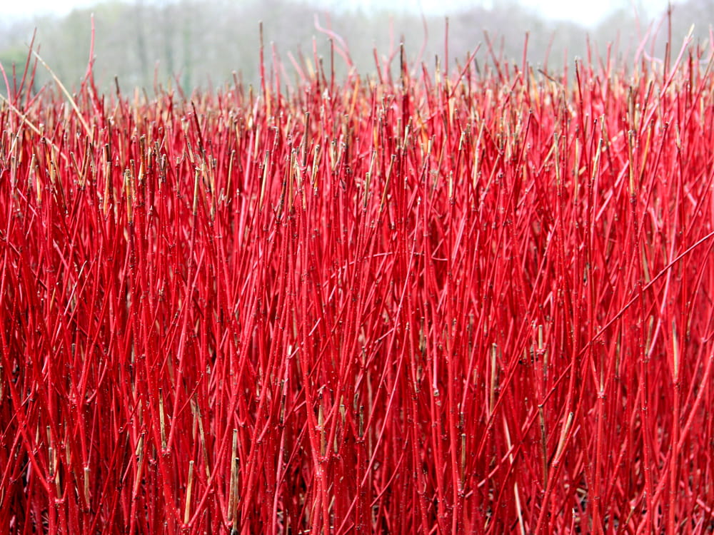 Rotholziger Hartriegel • Cornus alba 'Sibirica'