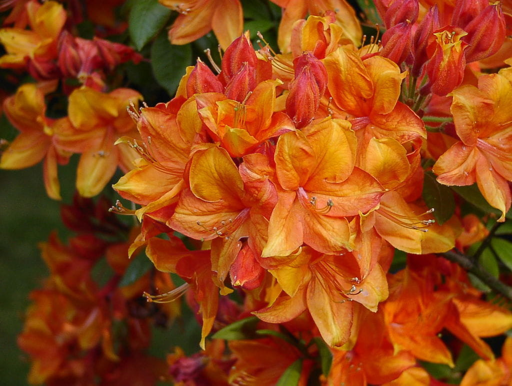 Sommergrüne Azalee 'Doloroso' • Rhododendron luteum 'Doloroso' Ansicht 1