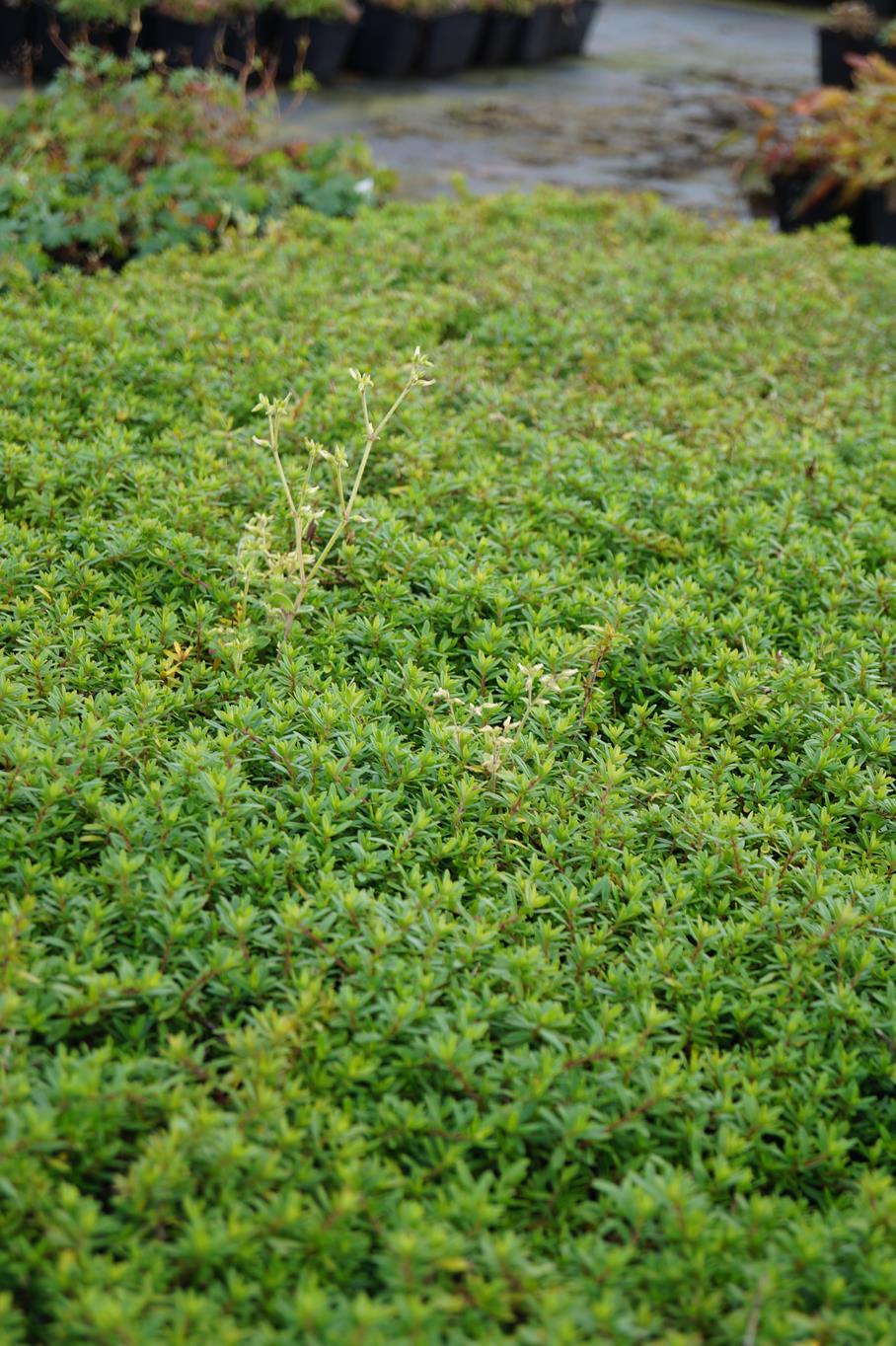 Kaskaden Thymian 'Oderatus' • Thymus longicaulis 'Oderatus' Ansicht 6