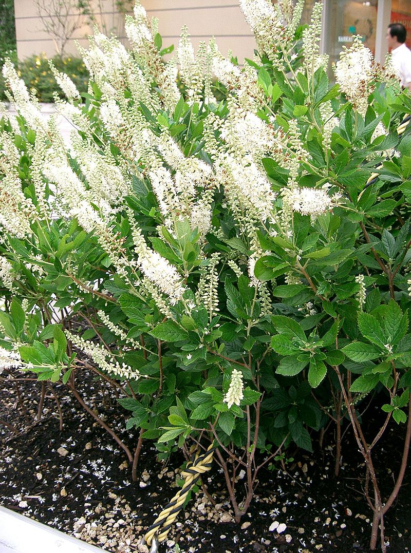 Silberkerzenstrauch • Clethra alnifolia