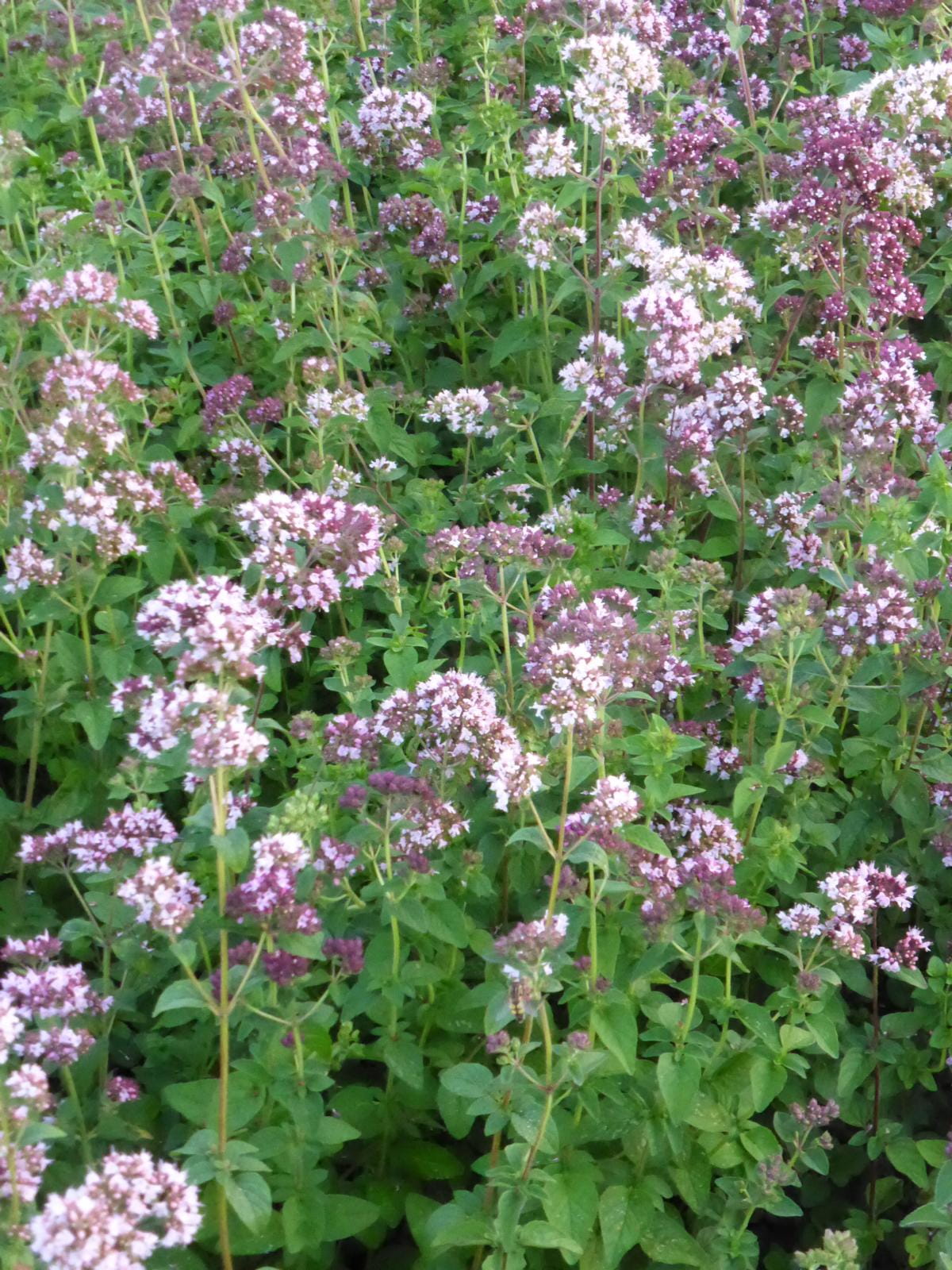 Oregano • Origanum vulgare Ansicht 9