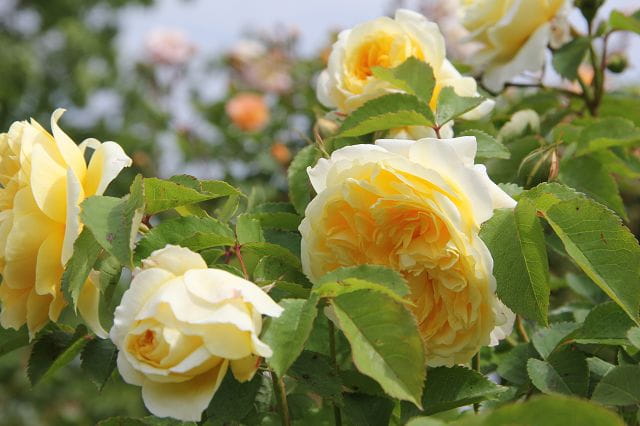 Englische Rose 'The Pilgrim' • Rosa 'The Pilgrim' Containerware 10-Liter Container Ansicht 2