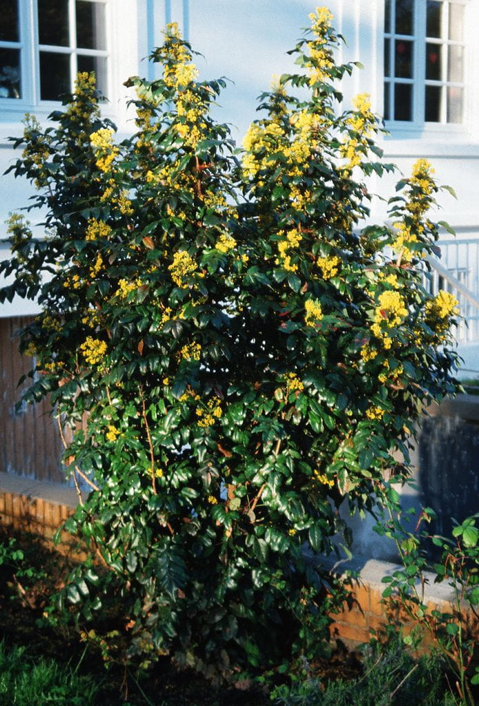 Mahonie • Mahonia aquifolium Ansicht 4
