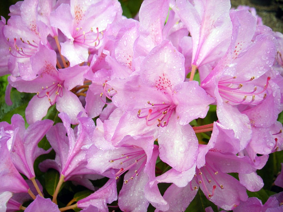 Rhododendron 'Catawbiense Boursault' • Rhododendron Hybr. 'Catawbiense Boursault' Ansicht 5
