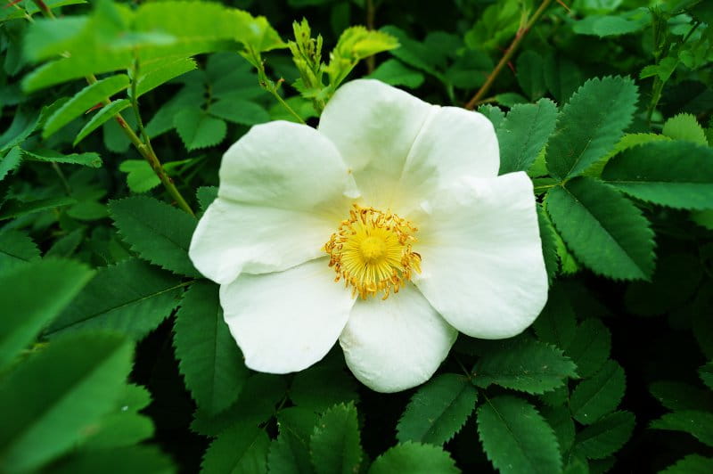 Bibernell-Rose • Rosa pimpinellifolia