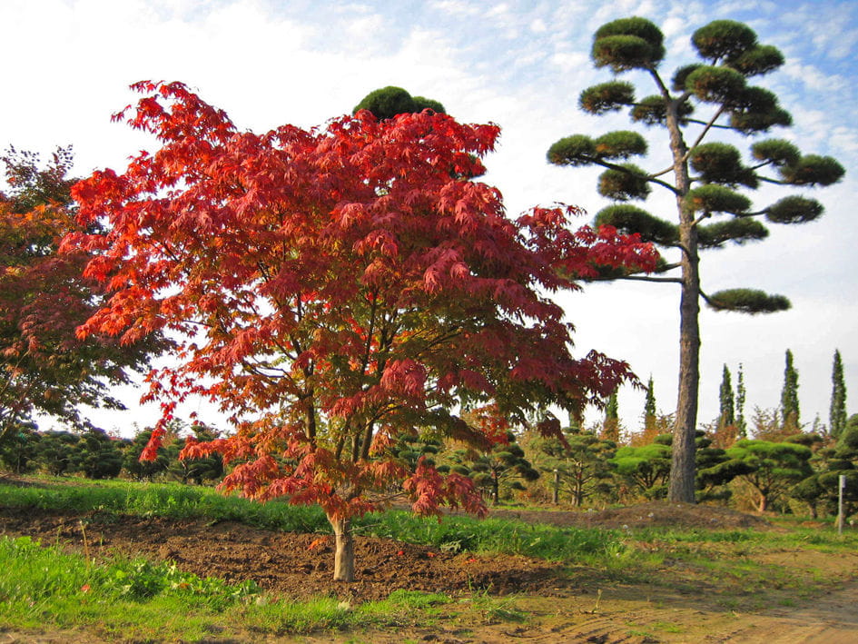Fächerahorn 'Osakazuki' • Acer palmatum 'Osakazuki' Ansicht 6