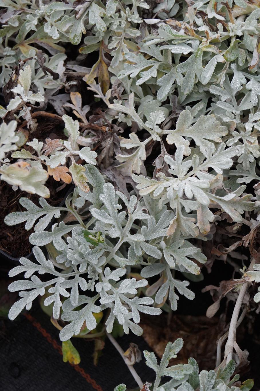 Silber-Wermut 'Mori' • Artemisia stelleriana 'Mori' Ansicht 2