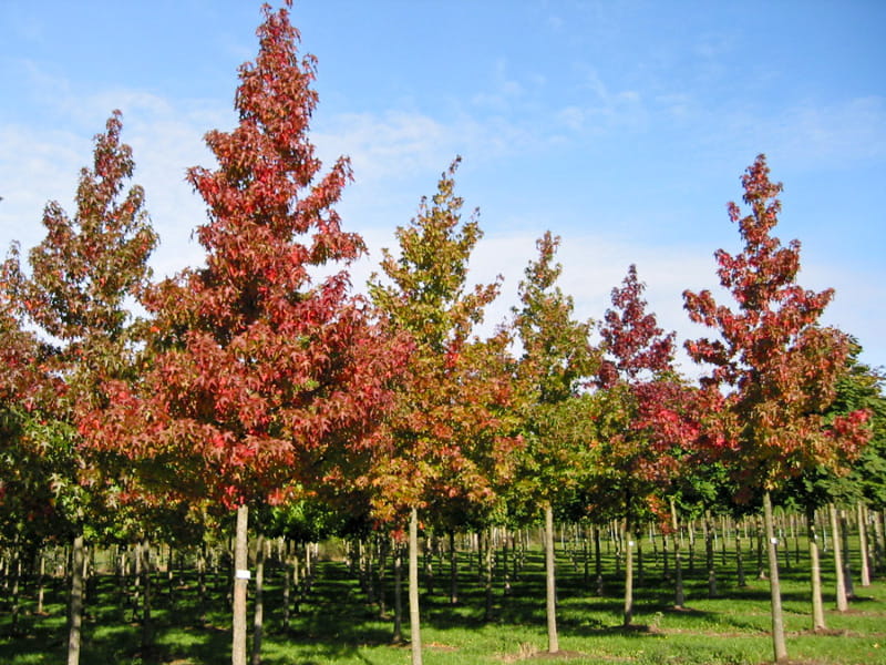 Amerikanischer Amberbaum • Liquidambar styraciflua Ansicht 1