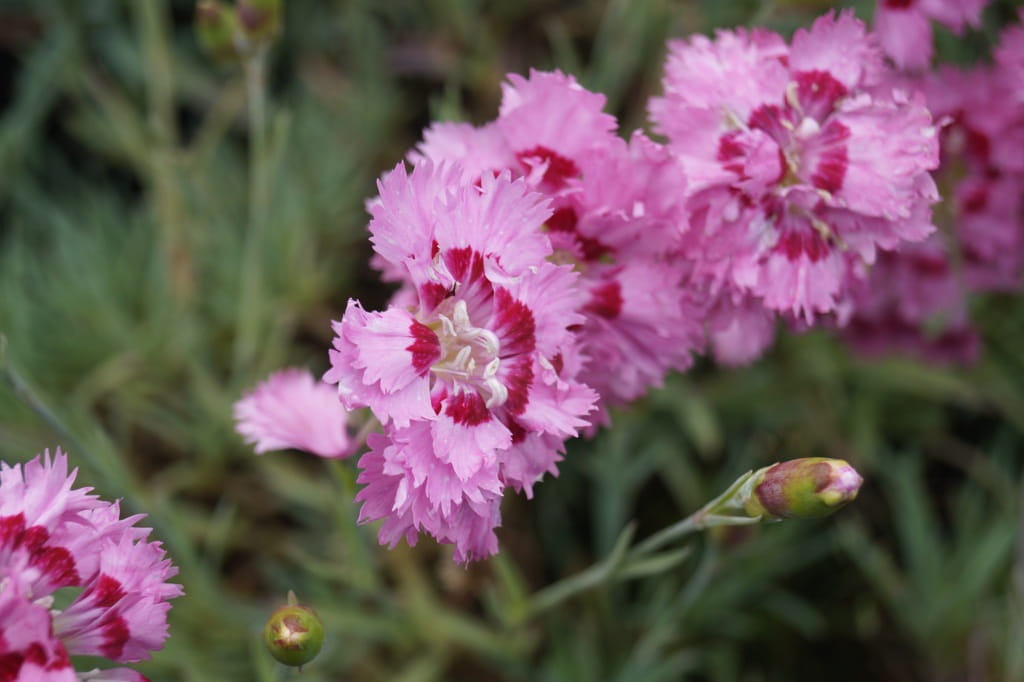 Feder-Nelke Maggie • Dianthus plumarius Maggie Ansicht 4 Feder-Nelke Maggie • Dianthus plumarius Maggie Ansicht 4