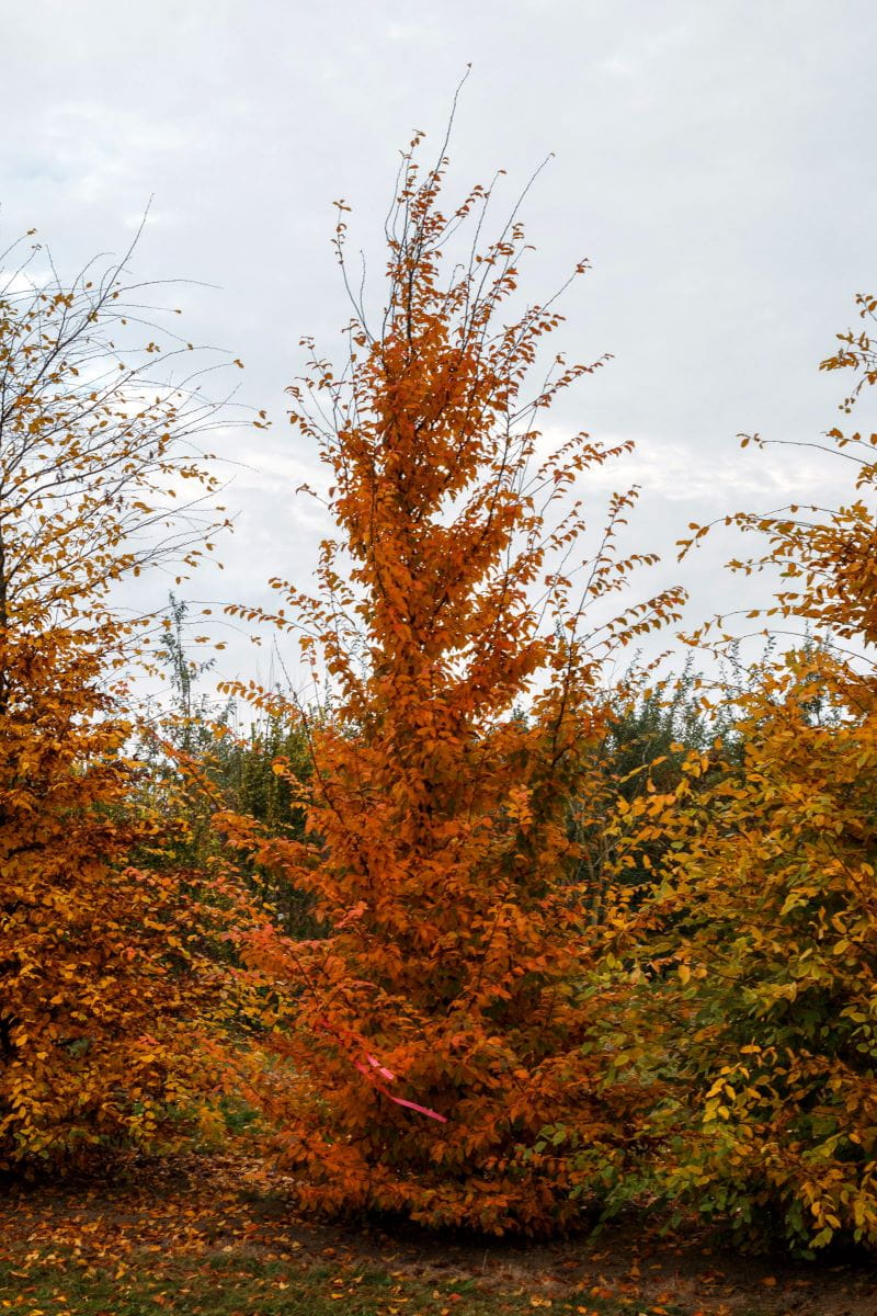 Hainbuche • Carpinus betulus Ansicht 9