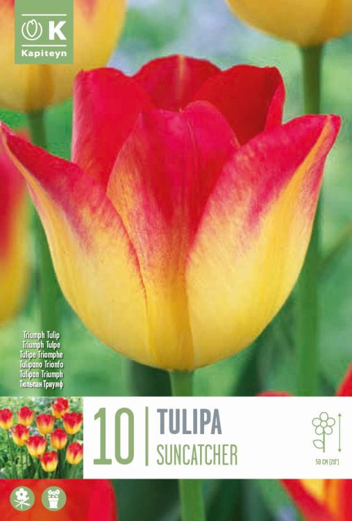 Blumenzwiebel - Tulipa 'Suncatcher' 10er Packung 