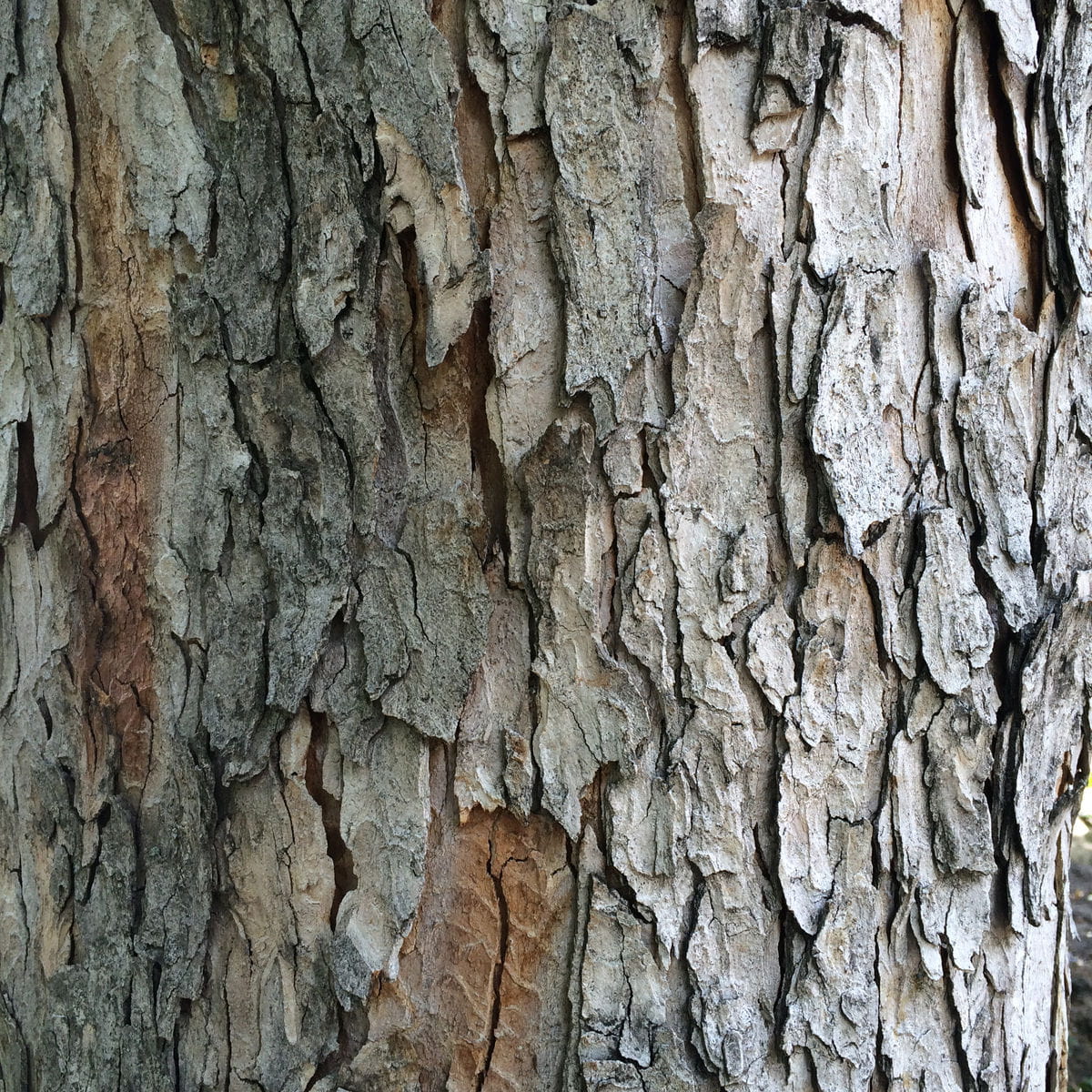 Berg-Ahorn • Acer pseudoplatanus Ansicht 4