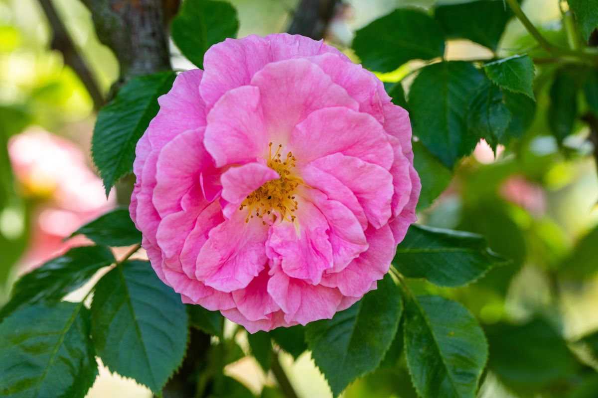 Historische Apotheker-Rose • Rosa gallica 'Officinalis'