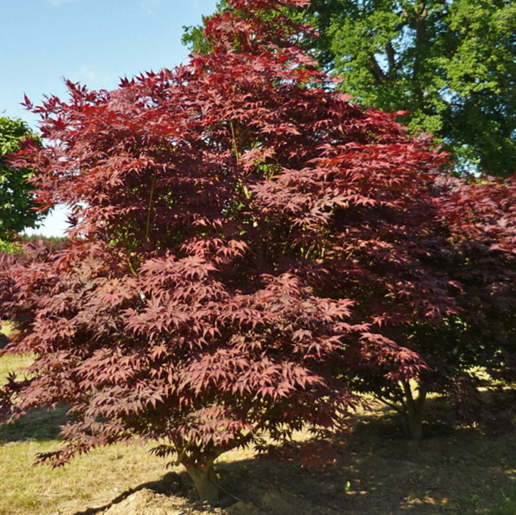 Roter Fächerahorn 'Atropurpureum' • Acer palmatum 'Atropurpureum' Ansicht 3