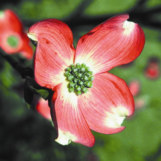 Amerikanischer Blumenhartriegel 'Rubra' • Cornus florida 'Rubra' Ansicht 6