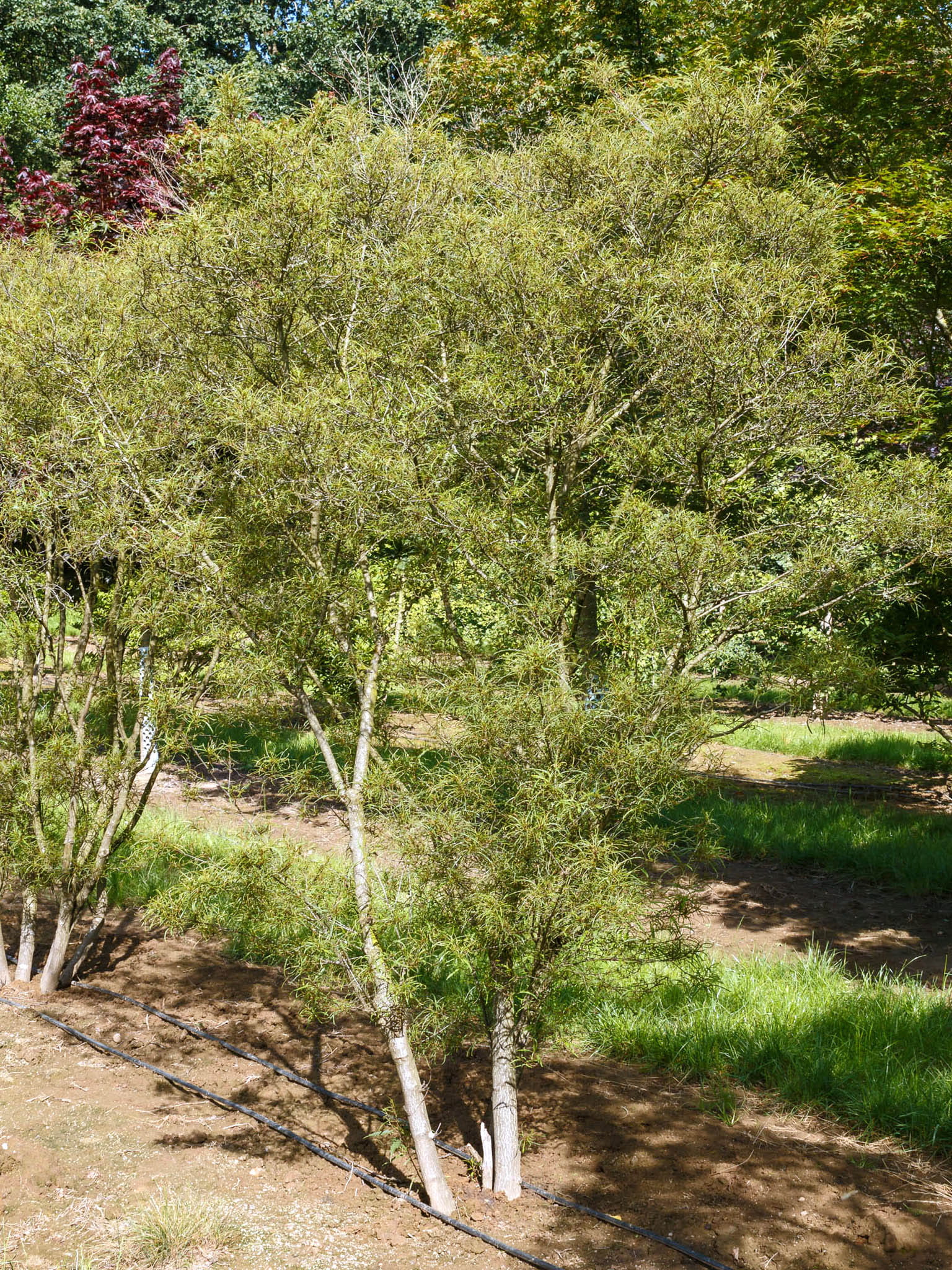 Farnblättriger Faulbaum 'Asplenifolia' • Rhamnus frangula 'Asplenifolia' Ansicht 2