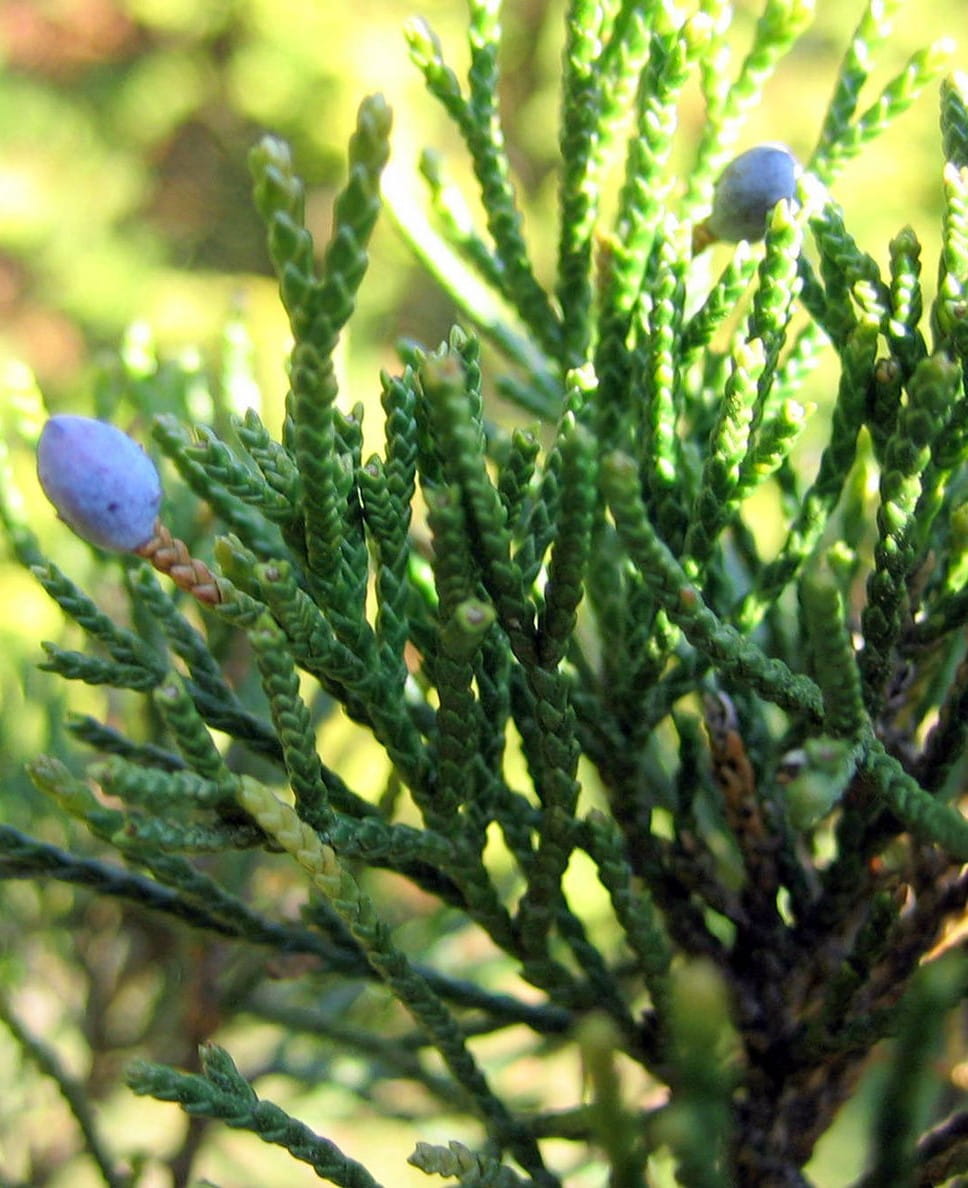 Dunkelgrüner Zypressenwacholder 'Canaertii' • Juniperus virginiana 'Canaertii' Ansicht 3