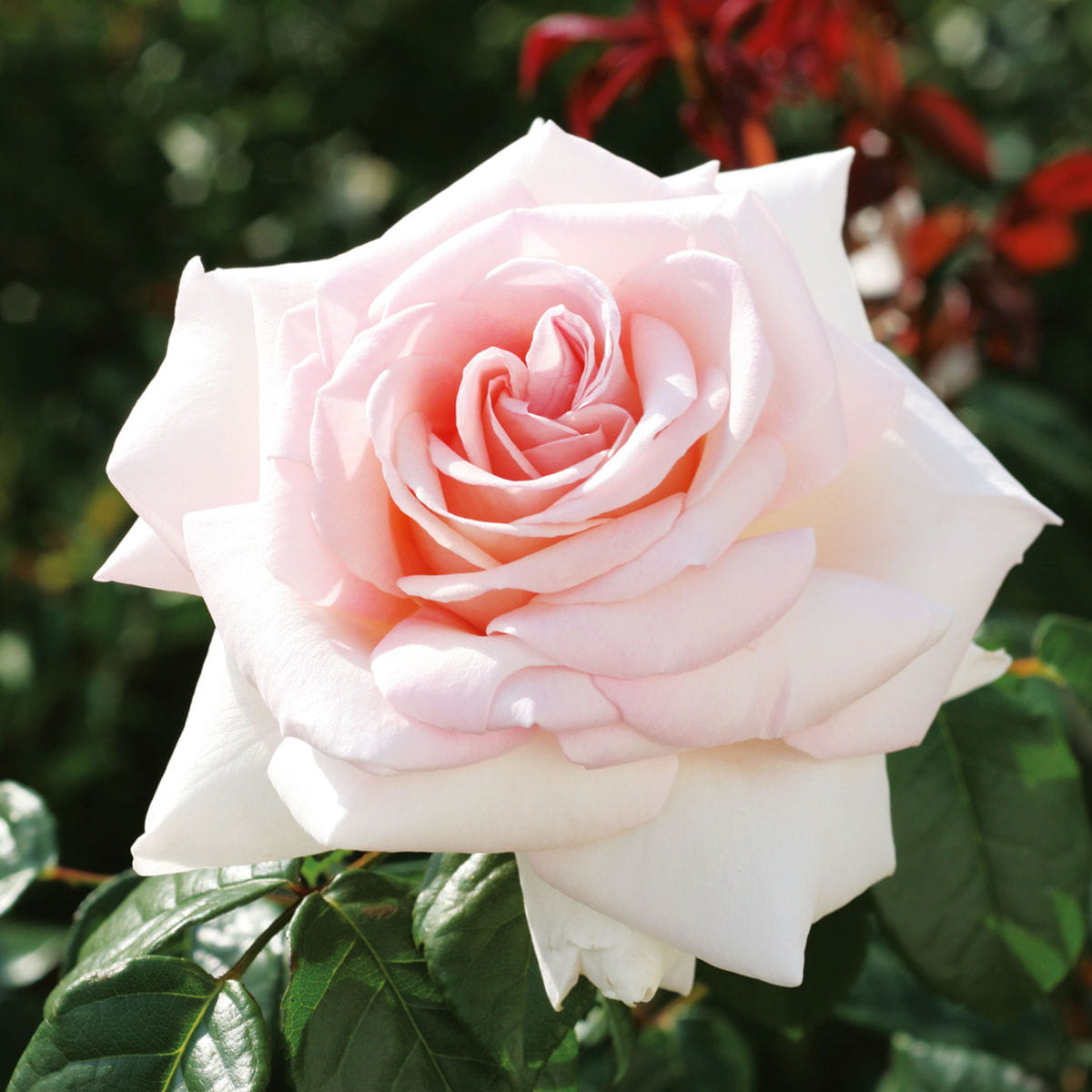Edelrose 'Schloß Ippenburg' • Rosa 'Schloß Ippenburg'