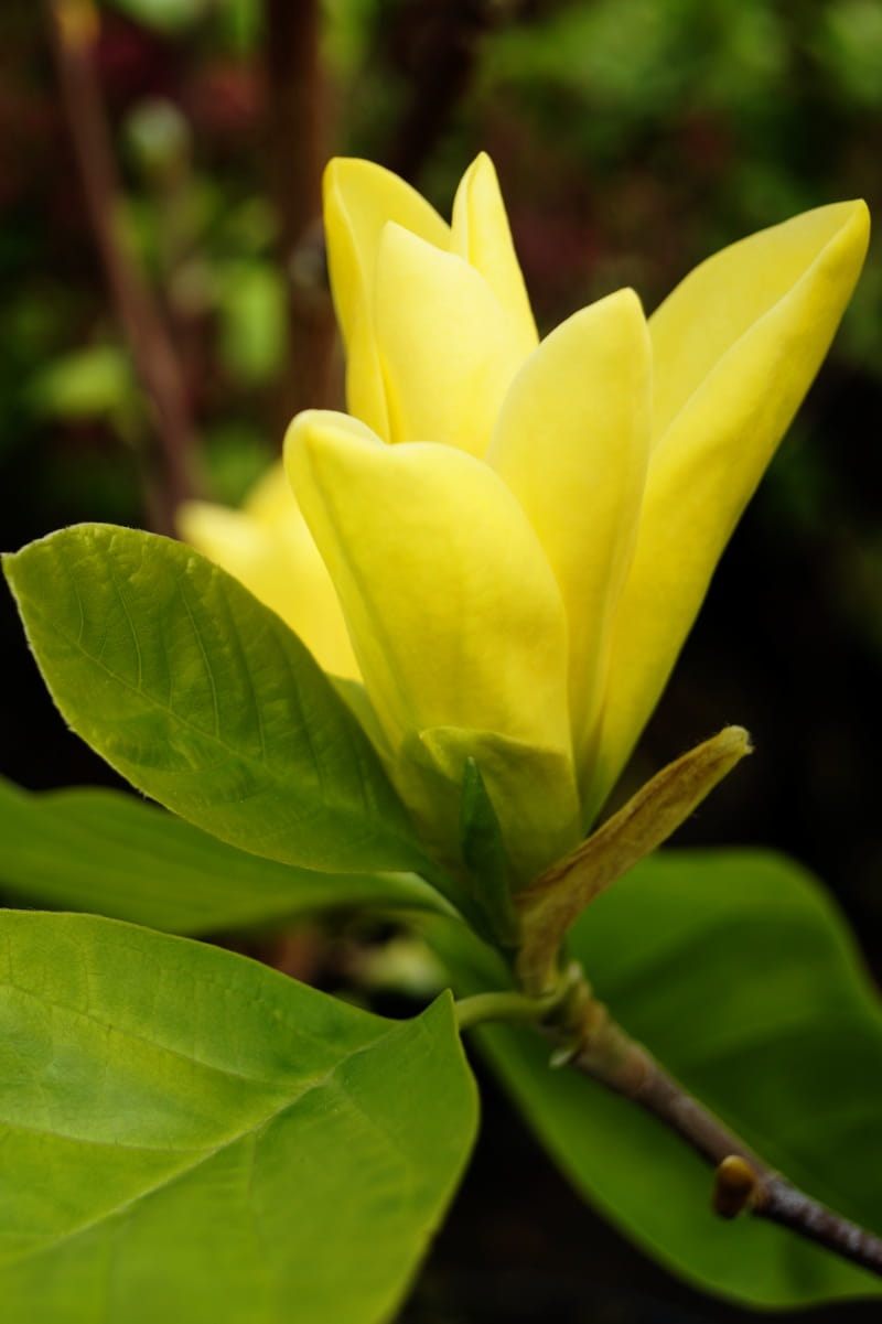 Magnolie 'Daphne' • Magnolia soulangiana 'Daphne' Ansicht 2