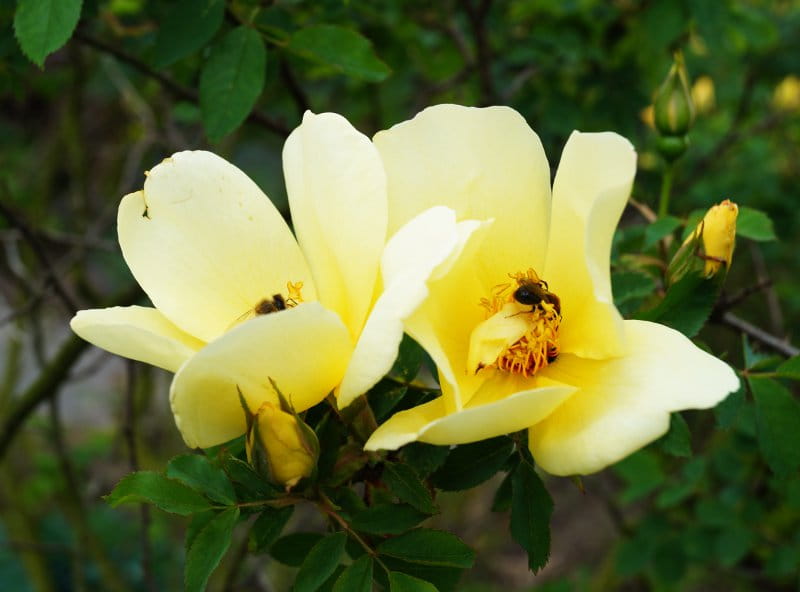 Strauchrose 'Frühlingsgold' • Rosa 'Frühlingsgold' Ansicht 2