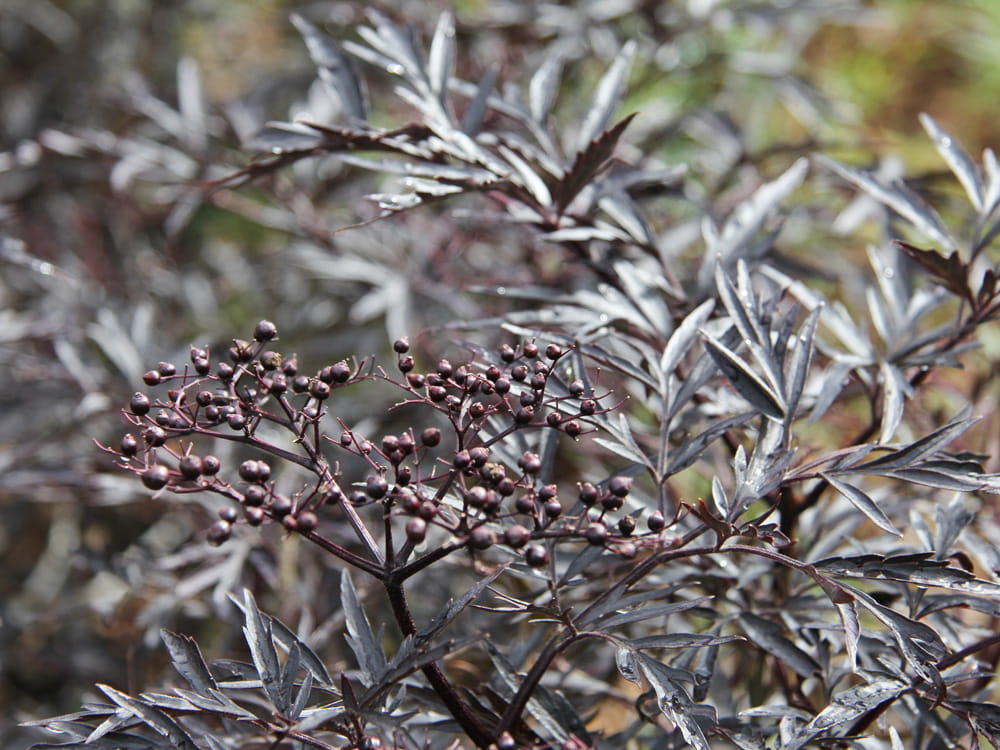 Schwarzer Holunder 'Black Lace'® • Sambucus nigra 'Black Lace'®