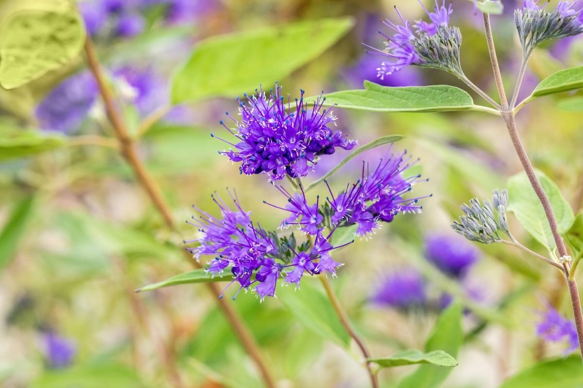 Bartblume 'Heavenly Blue' • Caryopteris clandonensis 'Heavenly Blue' Ansicht 1