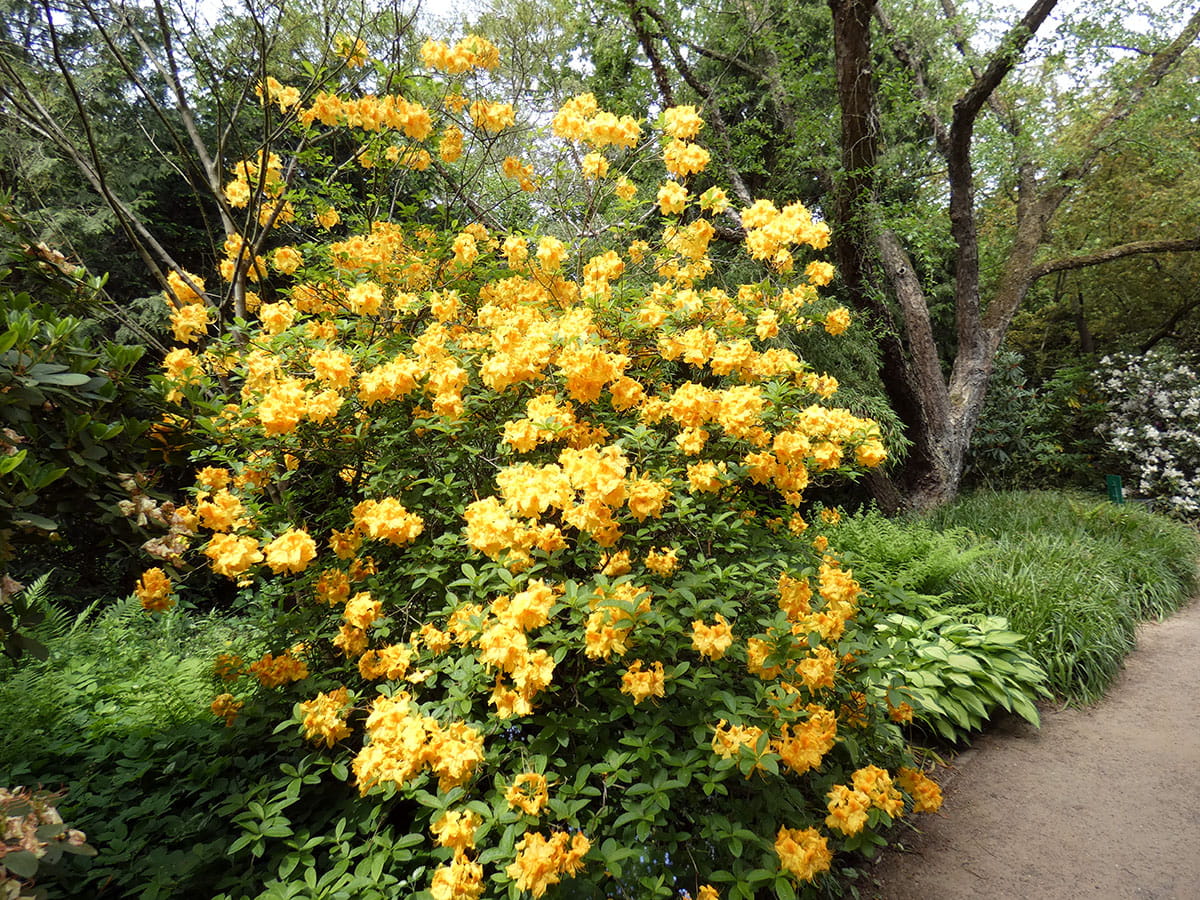 Sommergrüne Azalee / Gelbe Azalee • Rhododendron luteum Ansicht 3