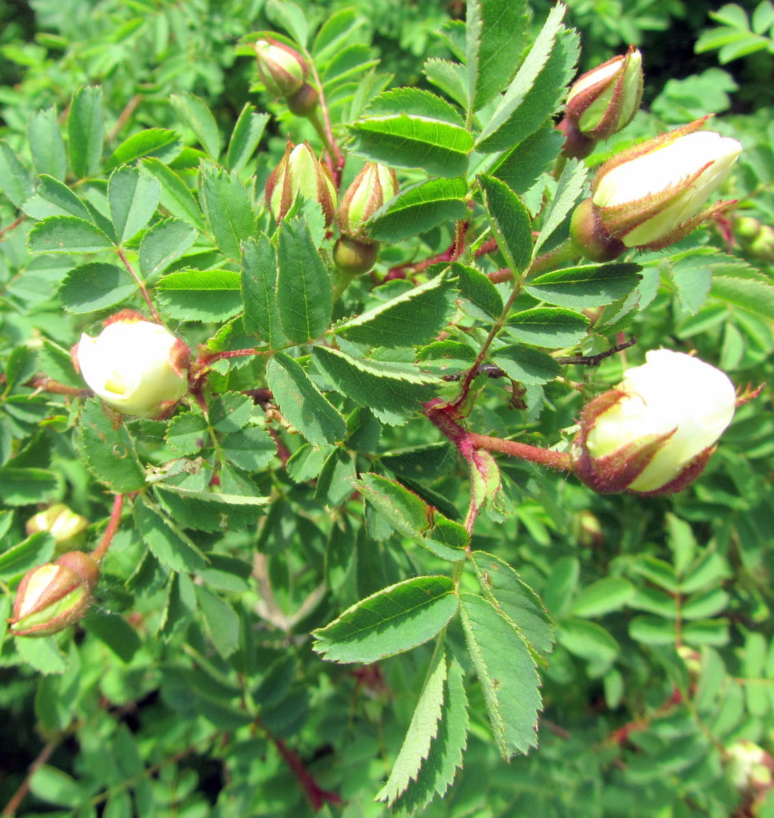 Bibernell-Rose • Rosa pimpinellifolia Ansicht 5