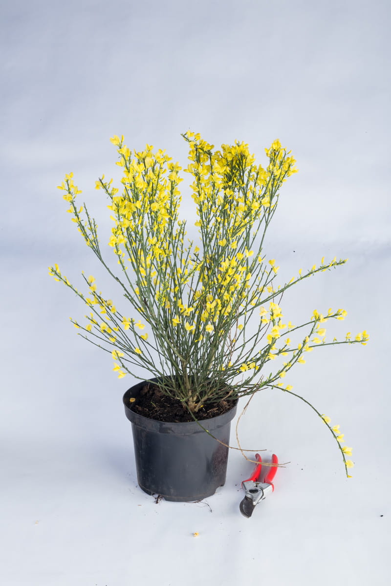 Gelb blühender Elfenbein-Ginster • Cytisus praecox 'Allgold' 40-60 cm hoch, Containerware Ansicht 1