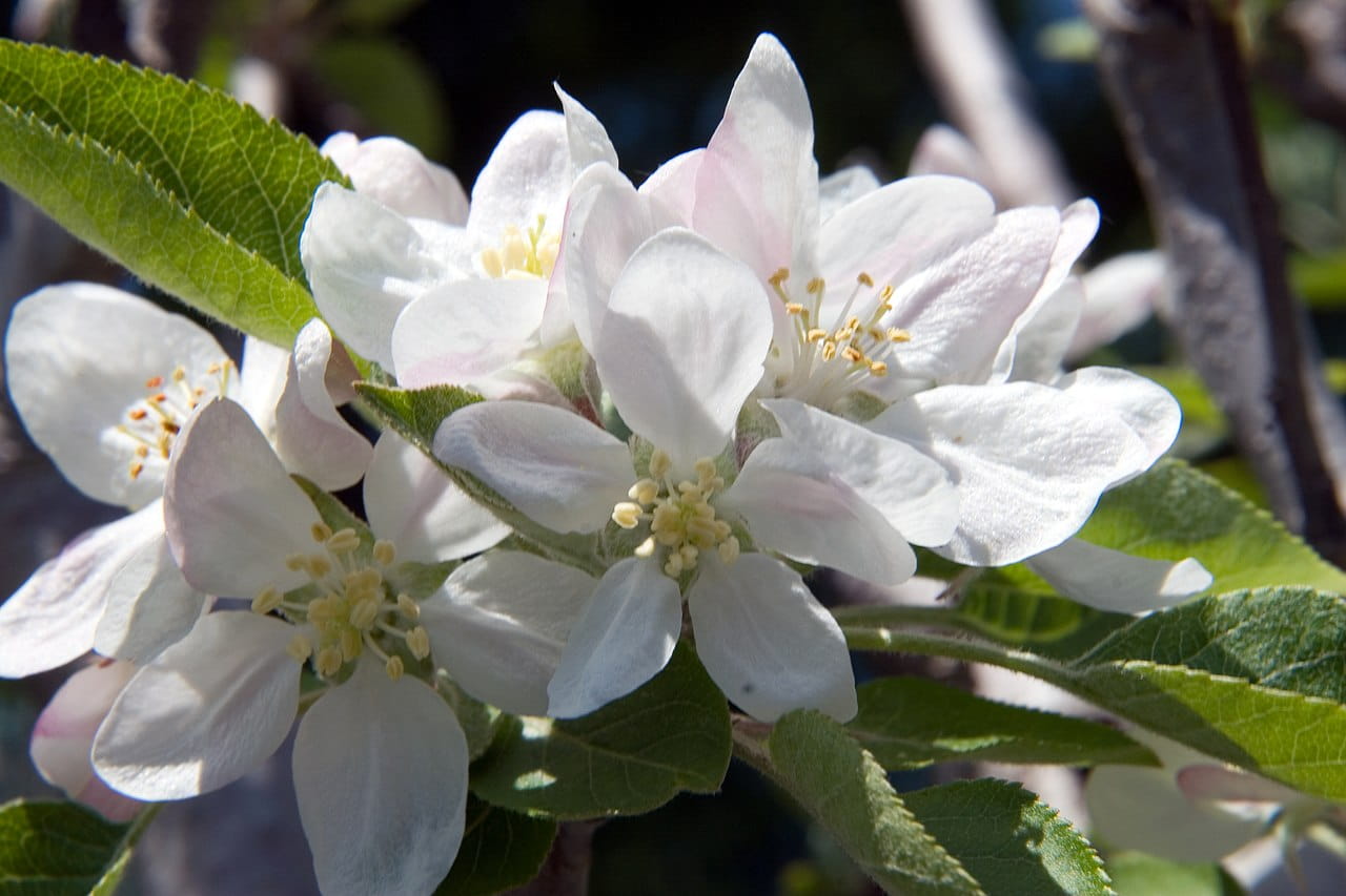 Apfel 'Spartan' • Malus 'Spartan' Containerware Halbstamm Ansicht 2